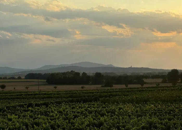 Ve Vinnem Sklepe - Velké Bílovice